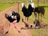 مستند حیات وحش - شتر مرغ در مقابل شیر - راز بقا
