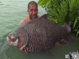 صید ماهی کپور بسیار بزرگ