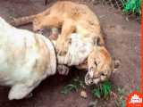 وقتی سگ دوگوی آرژانتینی عصبانی می شود_ ببین با شیر کوه چه کرد 1400