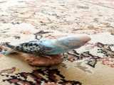 مرغ غشق3