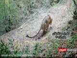 فیلمی زیبا از تردد پلنگ، گراز و روباه در ارتفاعات مازندران