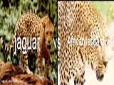 مقایسه جگوار وپلنگ آفریقایی