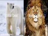 مقایسه شیر بربری و خرس قطبی