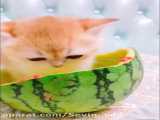 بازی گربه کیوت~