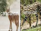 مقایسه گربه کاراکال و گربه سروال
