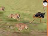 حمله حیوانات وحشی _ سه یوزپلنگ در مقابل شترمرغ، مسابقه مرگ !!