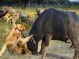 مستند حیات وحش - حمله شیر به میمون - جنگ بوفالو و شیر