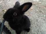 حیوانات و خرگوش های من