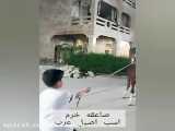 صاعقه خرم اسب اصیل عرب