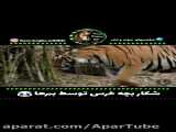 مستند شکارحیوانات / شکار بچه خرس توسط ببر ها / مستند رازبقا