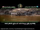 کلیپ رازبقا / بالاخره یکی پیدا شد تمساح و شکار کنه / مستند حیات وحش