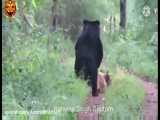 خرس نر بزرگ اسیایی در برابر ببر ماده بنگال