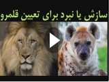 جنگ میان شیر و کفتار ها