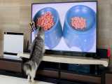واکنش گربه ها هنگام دیدن غذای گربه در تلویزیون