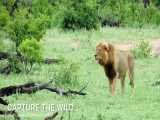 شکار بوفالو توسط یک شیر نر و مفت خواری شیر نر دیگه