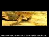 جدید ترین فیلم از حیوانات وحشی