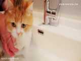 حمام کردن گربه با مزه لایک و فالو فراموش نشه