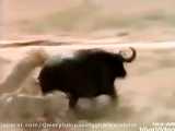 شکار بوفالوی تنومند توسط شیر های ماده