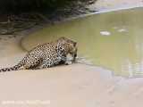 پلنگ ویلپاتو  پارک_ملی_سریلانکا‌‌   Leopard Wilpattu National Park a‌‌