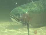 ماهی قزل‌آلای وحشی، زیر آب