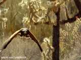 صحنه بسیار جالب و تماشایی از شکار تند و تیز خرگوش توسط عقاب