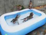 سورپرایز بسیار غافلگیر کننده برا شنای میمون های شیطون