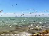 ماهی - دریای بوشهر - گنجینه ی بهترین آبزیان - ماهی و میگو جاشو
