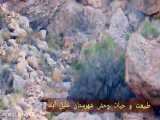 حیات وحش / کل و بز وحشی