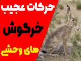 حرکات عجیب خرگوش های وحشی | بازی میکنن یا دعوا؟