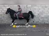 118work پرورش اسب نعل طلا در رفسنجان