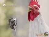 آواز خروس و مرغ ها