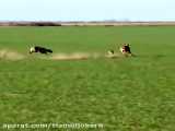 شکار خرگوش توسط سگ های تازی