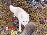 تصاویری از روباه قطبی سفید در گرینلند
