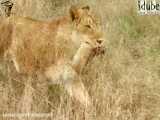 صحنه های بسیار جالب و دیدنی از جابه جایی توله شیر ها توسط مادر شان در حیات وحش