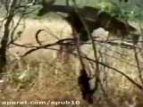 کلیپ نبرد و جنگ حیوانات وحشی / شکار حیرت انگیز آهو توسط پلنگ جوان