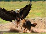 مستند حیات وحش آفریقا - حمله نمایشی دراماتیک از عقاب‌ها