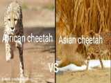 مقایسه یوز‌پلنگ آسیایی و یوز پلنگ آفریقایی