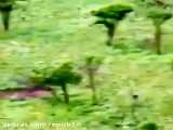 کلیپ نبرد حیوانات / سرعت پلنگ در شکار / کفتار به دنبال بچه آهو