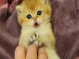 بچه گربه خیلی کیوت بامزه