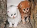 بچه گربه های ملوس خوشگل