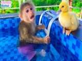 تطیلات سرگرم کننده میمون و دوستانش