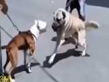 دعوای سگ بزرگ کانگال با بولداگ آمریکایی