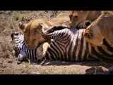 سرنگتی: شیرهای در حال شکار و کشتن گورخر