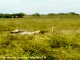 کلیپ نبرد و حمله حیوانات / شکار پرقدرت و دیدنی گورخر توسط ماده شیرها