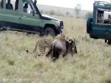 مستند نبرد حیوانات/ شکار حیرت انگیز و پرقدرت گوزن یالدار توسط یوزپلنگ ها