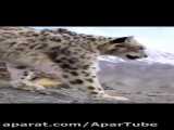 کلیپ شکار حیوانات وحشی / شکار کمیاب و دیدنی بزغاله کوهی توسط پلنگ برفی