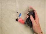 مهربانی با حیوانات :: غذا دادن به بچه خفاش