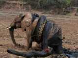 مبارزه واقعی فیل در مقابل مار پیتون | حمله شگفت انگیز حیوانات
