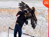 وقتی عقاب ها به مردم حمله می کنند _ مستند حیات وحش 1400