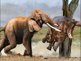مستند حیات وحش - حمله خشمگین فیل به اسب آبی - راز بقا